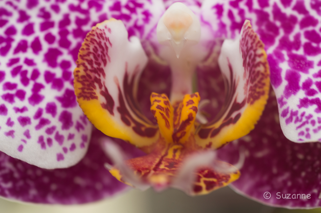 Alien Orchids